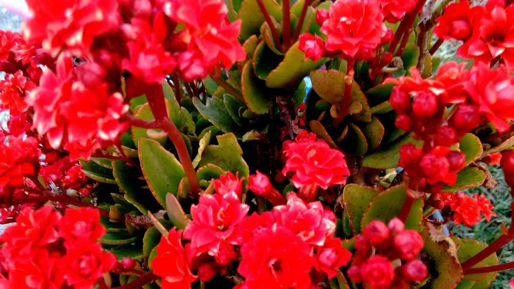 Pousada Amor Perfeito Visconde De Maua Exterior foto